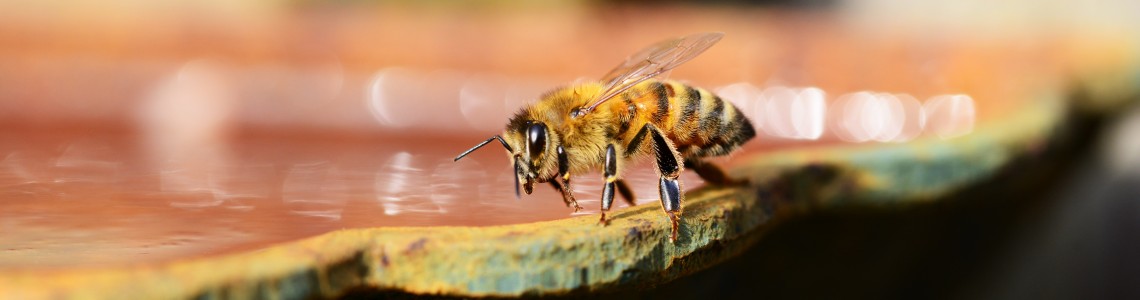 Kŕmenie včiel