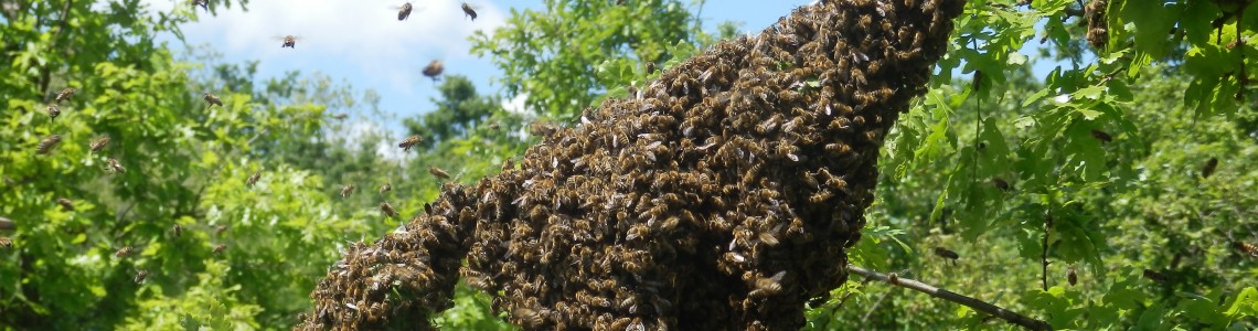 Rojenie včiel